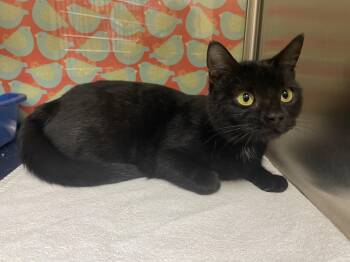 Domestic Short Hair Cats Available for Adoption - Topaz | PetCurious