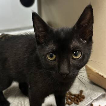 Rescue Domestic Short Hair Cats for Adoption in Oakland, California - Tails | PetCurious