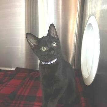 Nemo -  Domestic Short Hair Cat for Adoption in Knoxville, Tennessee - Nemo | PetCurious