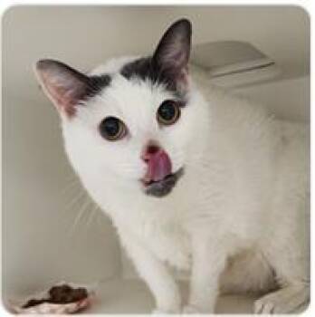 Pookie -  Domestic Short Hair Cat for Adoption in West Chester, Pennsylvania - Pookie | PetCurious