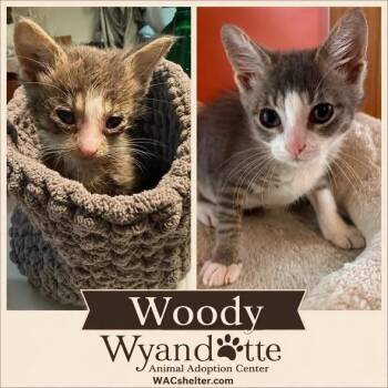 WOODY -  Domestic Short Hair Cat for Adoption in Wyandotte, Michigan - WOODY | PetCurious