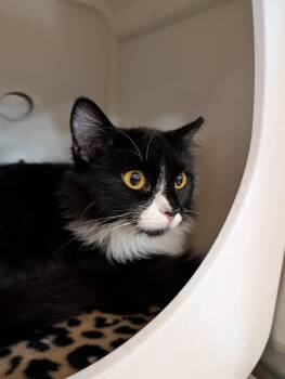 Domestic Long Hair Cats Available for Adoption - Brooklyn | PetCurious