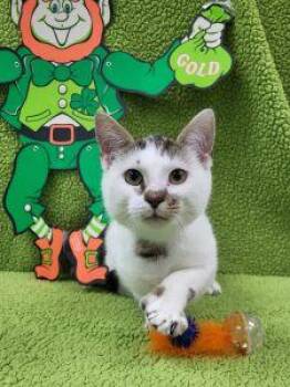 Domestic Short Hair Cats Available for Adoption - Laquan | PetCurious