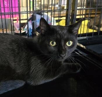 SALEM -  Domestic Short Hair Cat for Adoption in Southbury, Connecticut - SALEM | PetCurious