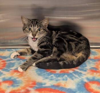 Crackers -  Domestic Short Hair Cat for Adoption in Havre, Montana - Crackers | PetCurious