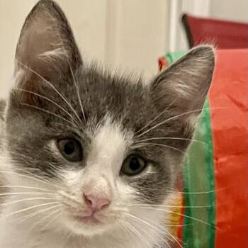 Oliver Winston III -  Domestic Medium Hair Cat for Adoption in Liverpool, Texas - Oliver Winston III | PetCurious