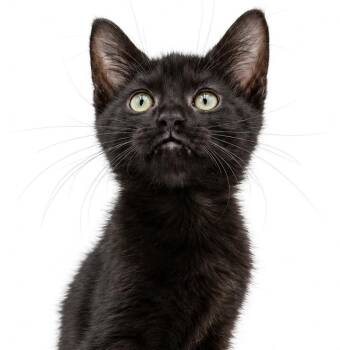 LETTUCE the licorice lover - PURRS NONSTOP -  Bombay Cat for Adoption in Bedford Hills, New York - LETTUCE The Licorice Lover - PURRS NONSTOP | PetCurious