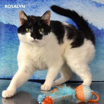 Rosalyn -  American Shorthair Cat Available for Adoption in Kanab, Utah - Rosalyn | PetCurious