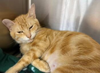 Skittles -  Domestic Short Hair Cat for Adoption in Edison, New Jersey - Skittles | PetCurious