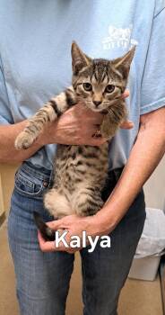 Kaiya -  Domestic Short Hair Cat for Adoption in Plattsburgh, New York - Kaiya | PetCurious