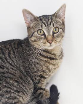 Apple our love - What a polka dotted MINI dream -  Tabby and Bengal Cat for Adoption in Bedford Hills, New York - Apple Our Love - What A Polka Dotted MINI Dream | PetCurious