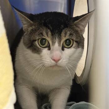 Domestic Short Hair Cats Available for Adoption in Las Vegas, Nevada - CAPTAIN | PetCurious