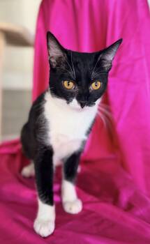 LONDON -  Tuxedo Cat for Adoption in Rowland Heights, California - LONDON | PetCurious
