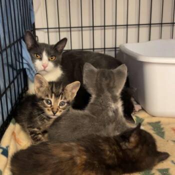 Sola -  Domestic Short Hair Cat for Adoption in Spokane, Washington - Sola | PetCurious