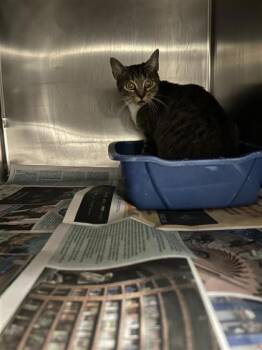 Nicosie -  Domestic Medium Hair and Domestic Short Hair Cat for Adoption in Montreal, Quebec - Nicosie | PetCurious