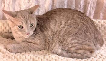 Rescue Tabby Cats for Adoption in Hamilton, Ontario - Lenny | PetCurious