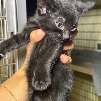 Flan 2 -  Domestic Short Hair Cat for Adoption - Flan 2 | PetCurious