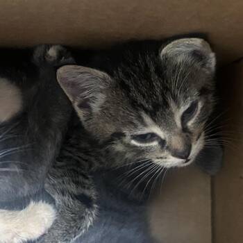 Beauregard -  Domestic Short Hair Cat for Adoption in Philadelphia, Pennsylvania - Beauregard | PetCurious