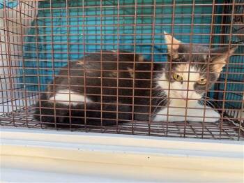 A662546 -  Domestic Short Hair Cat for Adoption in Houston, Texas - A662546 | PetCurious