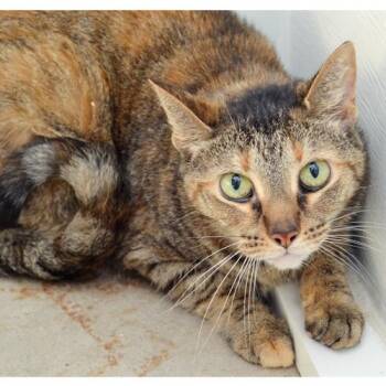 Belle -  Domestic Short Hair and Tiger Cat for Adoption in Sanford, Florida - Belle | PetCurious