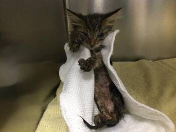 A1934348 -  Domestic Short Hair Cat for Adoption in Thousand Palms, California - A1934348 | PetCurious