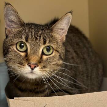 Rescue Domestic Short Hair Cats for Adoption in Naperville, Illinois - Marigold | PetCurious