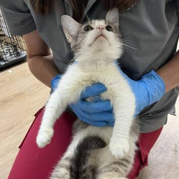 Rabbit -  Domestic Short Hair Cat for Adoption in Harrisonburg, Virginia - Rabbit | PetCurious