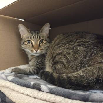 Tiger -  Domestic Short Hair Cat for Adoption in Ballston Spa, New York - Tiger | PetCurious