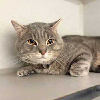 Domestic Short Hair Cats Available for Adoption in Aurora, Colorado - KILLUA | PetCurious