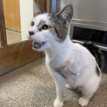 Reese Whiskerspoon -  Domestic Short Hair Cat for Adoption in South Haven, Michigan - Reese Whiskerspoon | PetCurious