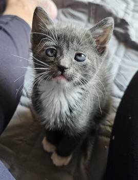 Domestic Short Hair Cats Available for Adoption in Charlotte, North Carolina - STACK | PetCurious