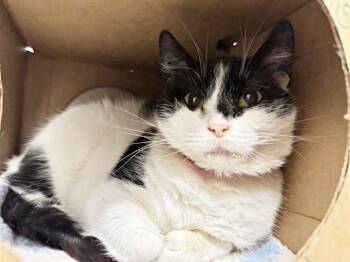 Domestic Medium Hair Cats Available for Adoption - NOIR | PetCurious