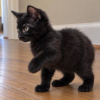 Peter -  Domestic Short Hair Cat for Adoption in Los Angeles, California - Peter | PetCurious