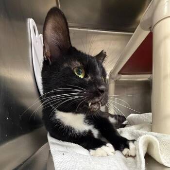 Domestic Short Hair Cats Available for Adoption in Newark, New Jersey - Nero | PetCurious