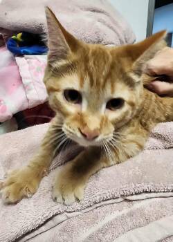 Rescue Domestic Short Hair Cats for Adoption in Midland, Michigan - Kimble | PetCurious