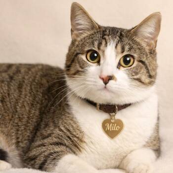 Milo -  Domestic Short Hair Cat for Adoption in Hannibal, Missouri - Milo | PetCurious