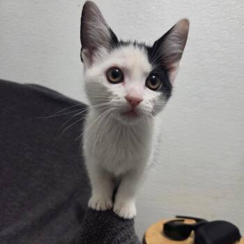 Carnegie -  Domestic Short Hair Cat for Adoption in Brea, California - Carnegie | PetCurious