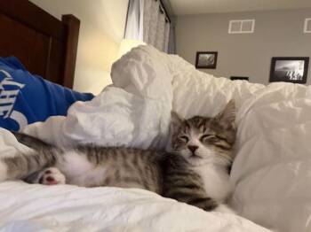 Pip -  Domestic Short Hair Cat for Adoption in Chicago, Illinois - Pip | PetCurious