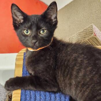 Oliver -  Domestic Short Hair Cat for Adoption in Fairfax, Virginia - Oliver | PetCurious