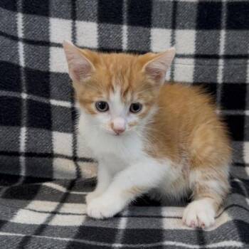 Thunder (SGN) -  Domestic Short Hair Cat Available for Adoption in Janesville, Wisconsin - Thunder (SGN) | PetCurious