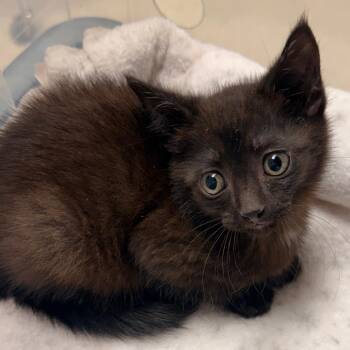 Bootz -  Domestic Short Hair Cat for Adoption in Evansville, Indiana - Bootz | PetCurious