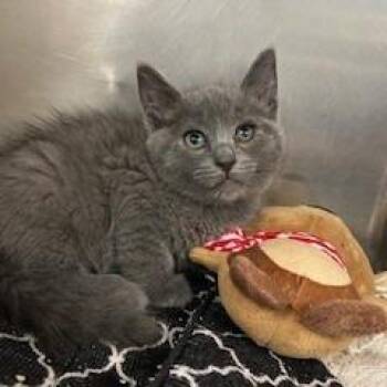 Domestic Medium Hair Cats Available for Adoption in Bullhead City, Arizona - Beatrice | PetCurious