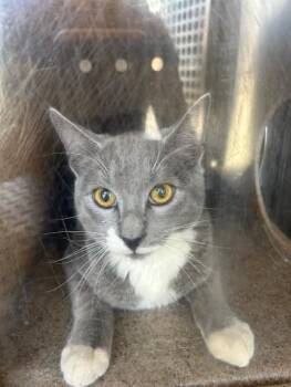 Domestic Short Hair Cats Available for Adoption - SAUTERNE 1 | PetCurious