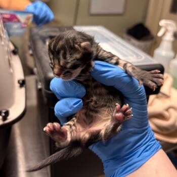 Domestic Short Hair Cats Available for Adoption in Mt. Juliet, Tennessee - Jaybird | PetCurious