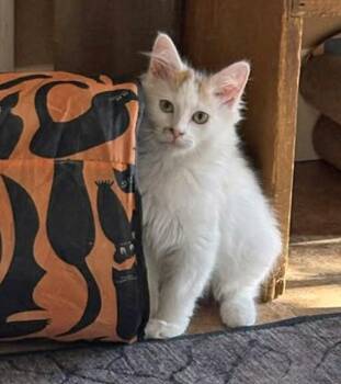 Backbend -  Domestic Medium Hair Cat for Adoption in Morgantown, West Virginia - Backbend | PetCurious