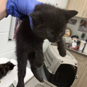 Nimbus -  Domestic Short Hair Cat for Adoption in Chattanooga, Tennessee - Nimbus | PetCurious