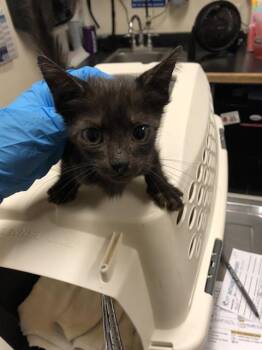 Domestic Short Hair Cats Available for Adoption - MOUSE | PetCurious