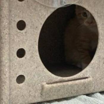 Cheez-it -  Domestic Medium Hair Cat for Adoption in Cheyenne, Wyoming - Cheez-it | PetCurious