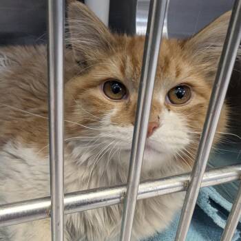 Domestic Long Hair Cats Available for Adoption - Dwayne "The Cat" Johnson | PetCurious