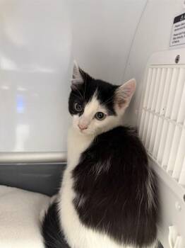 DARLA -  Domestic Short Hair Cat for Adoption in Stockton, California - DARLA | PetCurious